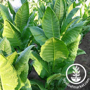 Baiano Tobacco Seeds