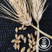 Burbank Hulless Barley Grain Seeds