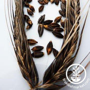 Jet Barley Grain Seeds