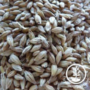 Robust Barley seeds - Non-GMO