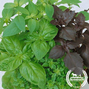 Basil Seeds - Culinary Blend - Organic