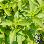 Basil - Lemon Herb Seed