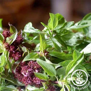 Basil - Licorice Herb Seed