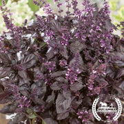 Basil Seeds - Purple Dark Opal - Organic