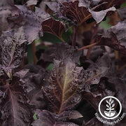 Basil - Purple Ruffles Herb Seed