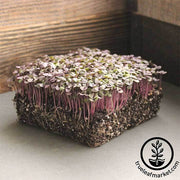 Basil Seeds - Red Rubin - Microgreens Seeds