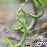 Bean - Bush - Black Valentine Garden Seeds
