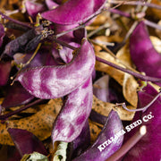Hyacinth Bean - Purple Moon