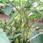 Soybean - Midori Giant (Eda Mame)