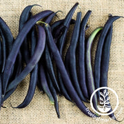 Purple Queen Bush Beans