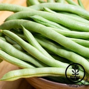Tenderette Green Beans Seeds