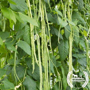 Organic Green Podded Asparagus - Plant