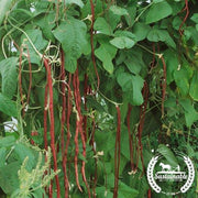 Bean Seeds - Asparagus - Red Podded - Organic
