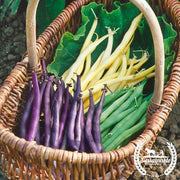 Bean Seeds - Bush - Mardi Gras Mix - Organic