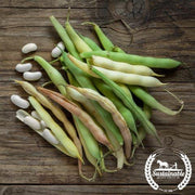 Pole Bean Seeds - Cannellini - Organic