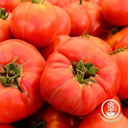 beefsteak-pink-tomato-wm_1.jpg  2000 Ã" 2000px  beefsteak pink tomatoes