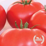 Tomato Beefsteak Organic Seed