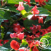 Begonia Angelwing Dragon Wing Red Seed