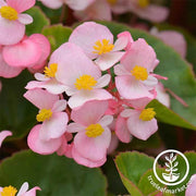 Begonia Fibrous Cocktail Series Brandy light pink Seed