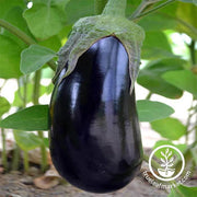 Eggplant  Black Beauty Vegetable Seed