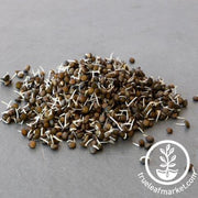 Lentil Sprouting Seeds - Black Unhulled (Organic)