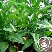 bolivian criollo black tobacco