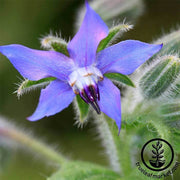 Borage Herb and Flower Seed