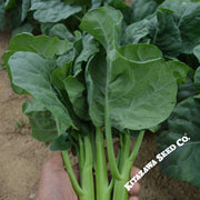 Broccoli Seeds - Chinese Broccoli - Early Jade - Hybrid