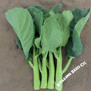 Broccoli Seeds - Chinese Broccoli - Late Jade - Hybrid