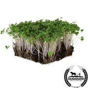 Broccoli Seeds - Di Cicco - Organic - Microgreens Seeds