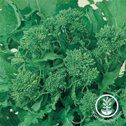 Broccoli Raab Spring Rapini Organic Seed