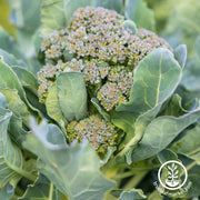 ramoso santana broccoli