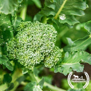 Broccoli - Sprouting - Di Cicco (Organic)