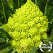 Organic Romanesco Broccoli Seed