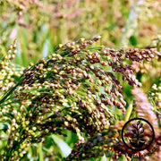 Corn Seeds - Ornamental - Broom Corn Multicolored