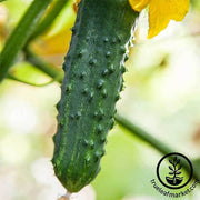 Cucumber - Burpee II Hybrid Garden Seed
