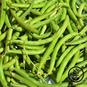 Bean - Bush - Provider Garden Seed