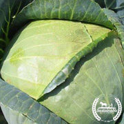 Organic all seasons cabbage