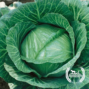 Cabbage Seeds - Brunswick (Organic)
