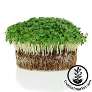 Drumhead Cabbage Micro Greens