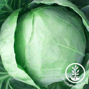 Early Round Dutch Cabbage Seeds