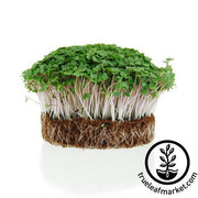 Glory of Enkhuizen Micro Green Cabbage
