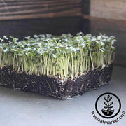 Cabbage - Golden Acre - Microgreens Seeds
