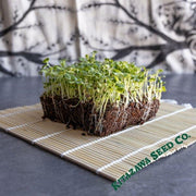 Chinese Cabbage Seeds - Hiroshimana - Microgreens Seeds