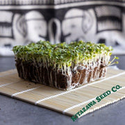 Chinese Cabbage Seeds - Kogane - Microgreens Seeds