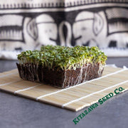 Chinese Cabbage Seeds - Kyoto No. 3 - Microgreens Seeds