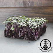 Cabbage - Mammoth Red Rock - Microgreens Seeds