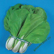 Chinese Cabbage Seeds - Maruba Santoh Round