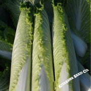 Chinese Cabbage Seeds - Pagoda 70 - Hybrid