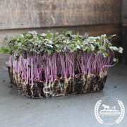 Cabbage Seeds - Red Acre (Organic) - Microgreens Seeds